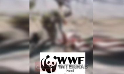 خضدار  بھیڑیوں کو مارکر کھال اتارنے کی وڈیو، ڈبلیو ڈبلیو ایف کا اظہار تشویش